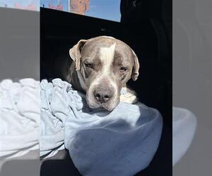 American Staffordshire Terrier Dogs for adoption in San Antonio, TX, USA