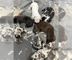 Great Dane Puppy for Sale in CLANTON, Alabama USA