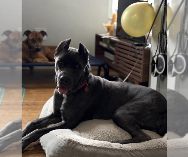 Medium Photo #6 Mutt Puppy For Sale in Brooklyn, NY, USA