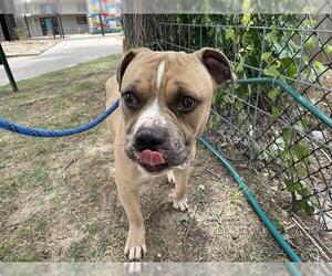 American Pit Bull Terrier Dogs for adoption in Waco, TX, USA