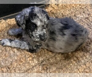 Poodle (Standard) Puppy for sale in PLANT CITY, FL, USA