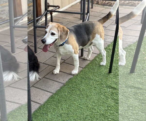 Medium Photo #5 Beagle Puppy For Sale in Rockaway, NJ, USA