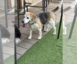 Small #4 Beagle