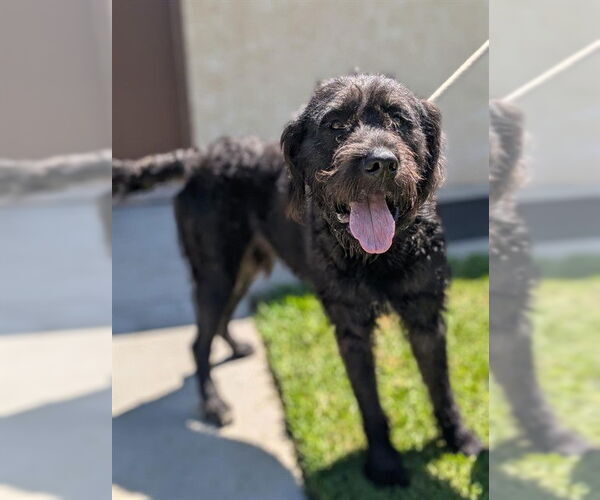 Medium Photo #1 Poodle (Standard)-Unknown Mix Puppy For Sale in Camarillo, CA, USA