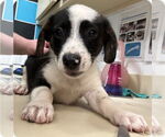 Small #3 Mutt