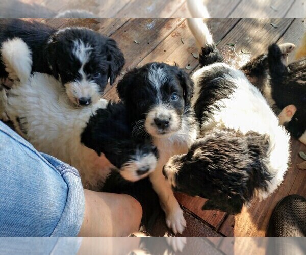 Medium Photo #6 Aussiedoodle Puppy For Sale in MARION, TX, USA