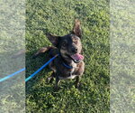 Serendipity - Female Mutt Dog for Adoption - Small photo