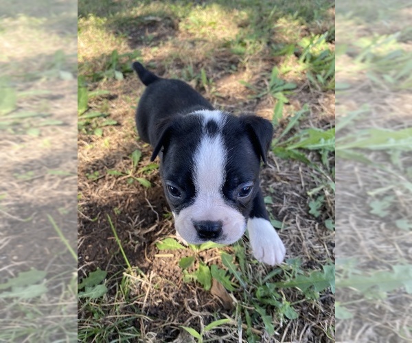 Medium Photo #2 Boston Terrier Puppy For Sale in FREDONIA, KS, USA