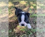 Small #1 Boston Terrier