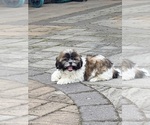 Small #4 Shih Tzu