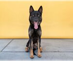 Small #1 German Shepherd Dog