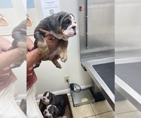 Medium Photo #1 English Bulldog Puppy For Sale in CLEVELAND, NC, USA