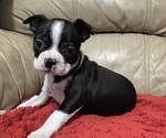 Small Boston Terrier