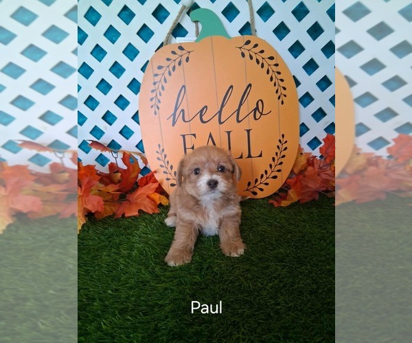 Medium Photo #1 Yo-Chon Puppy For Sale in MOUNT PLEASANT, MI, USA