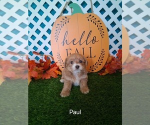 Yo-Chon Puppy for sale in MOUNT PLEASANT, MI, USA