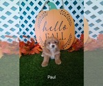 Image preview for Ad Listing. Nickname: Paul