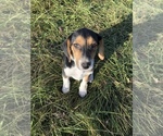 Small Australian Shepherd-Beagle Mix