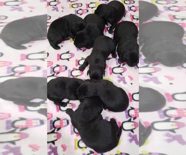 Medium Photo #9 Labrador Retriever Puppy For Sale in OLYMPIA, WA, USA