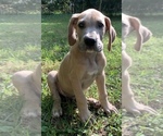 Small Photo #20 Great Dane Puppy For Sale in CLOVER, SC, USA