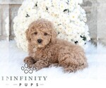 Small #4 Poodle (Miniature)