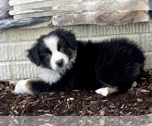 Australian Shepherd Puppy for Sale in LODA, Illinois USA