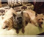 Small #13 Cairn Terrier