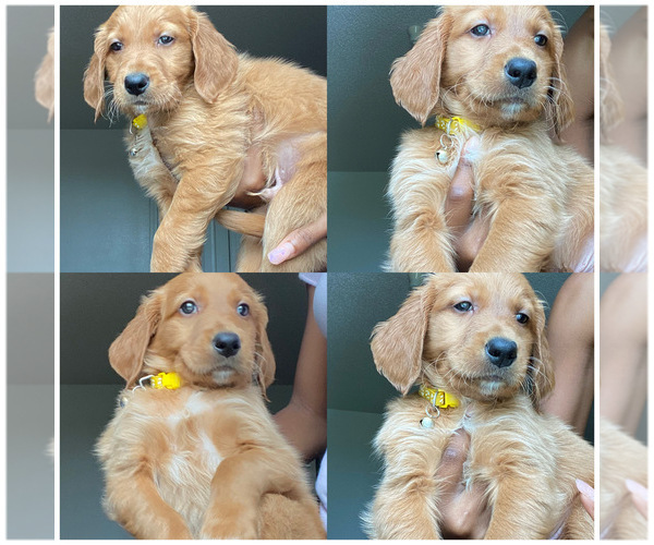 Medium Photo #1 Goldendoodle Puppy For Sale in ORLANDO, FL, USA