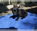 Small Photo #7 Belgian Malinois Puppy For Sale in VACAVILLE, CA, USA