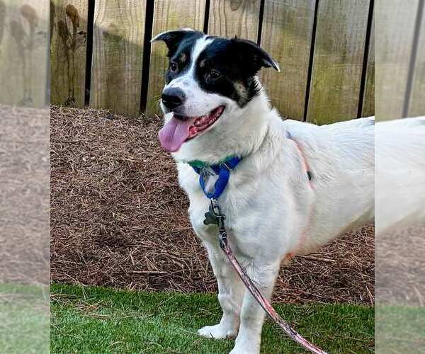 Medium Photo #6 Border Collie-Pembroke Welsh Corgi Mix Puppy For Sale in Kennesaw, GA, USA