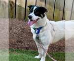 Small #5 Border Collie-Pembroke Welsh Corgi Mix