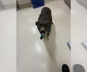 Mutt Dogs for adoption in Fremont, CA, USA