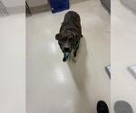 ANUGA - Female Mutt Dog for Adoption - Small photo