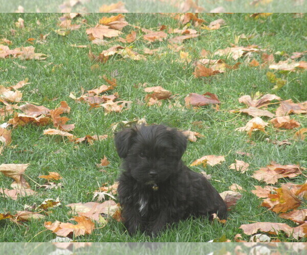 Medium Photo #3 Shorkie Tzu Puppy For Sale in GALVA, IL, USA