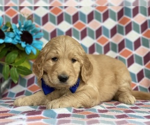 Goldendoodle Puppy for sale in LANCASTER, PA, USA