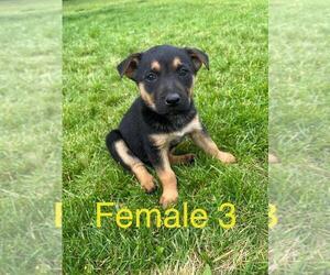 Border Collie-German Shepherd Dog Mix Puppy for sale in BASIN CITY, WA, USA