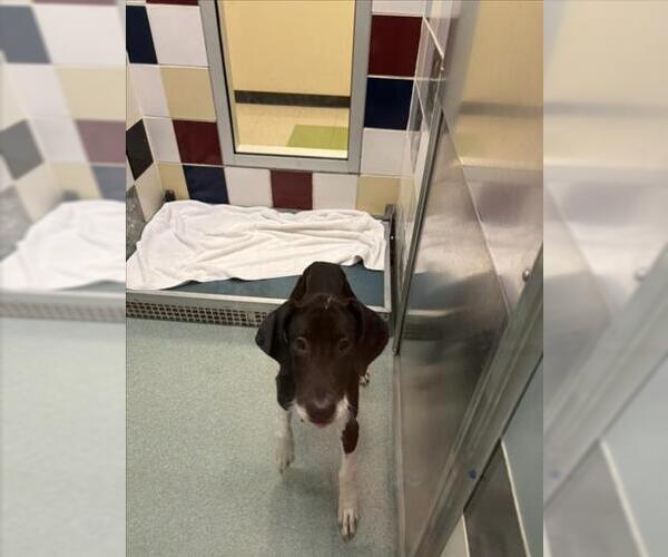 Medium Photo #1 Great Dane-Unknown Mix Puppy For Sale in Plano, TX, USA