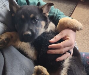 German Shepherd Dog Puppy for sale in LAWRENCEBURG, KY, USA