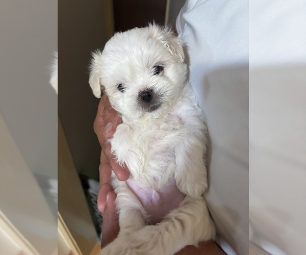 Medium Photo #5 Maltipoo Puppy For Sale in FRESNO, CA, USA