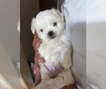 Small #4 Maltipoo