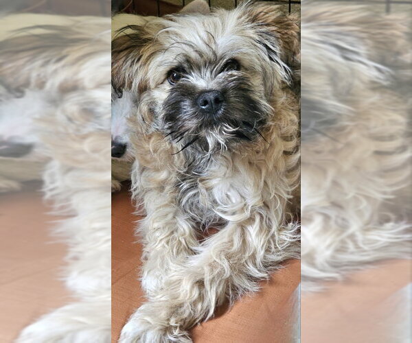 Medium Photo #2 Mutt Puppy For Sale in Olalla, WA, USA