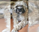Small #1 Mutt