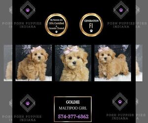 Medium Maltipoo