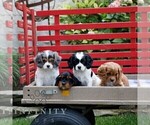 Small #1 Cavapoo