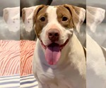 Small #8 American Pit Bull Terrier Mix
