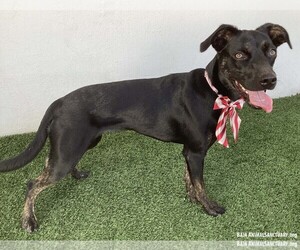 Greta - Female Mutt Dog for Adoption - Photo #3