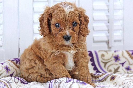 Medium Photo #1 Cavapoo Puppy For Sale in EPHRATA, PA, USA