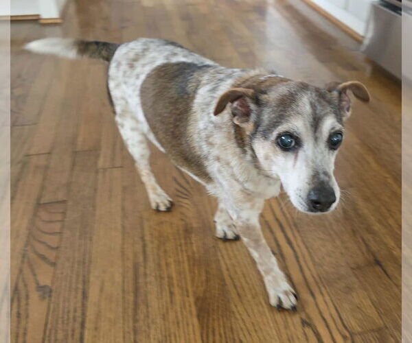 Medium Photo #2 Jack-A-Bee Puppy For Sale in Princeton, MN, USA