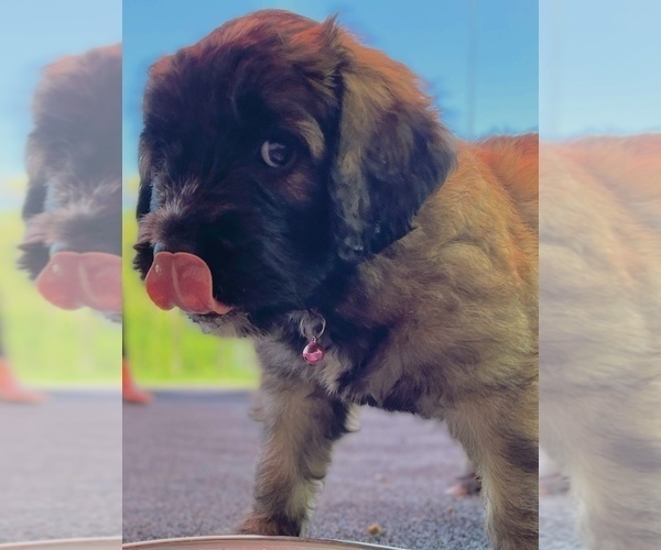 Medium Photo #3 Saint Berdoodle Puppy For Sale in ELK RIVER, MN, USA