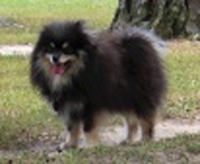 Father of the Pomeranian puppies born on 08/26/2017