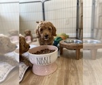 Small Photo #4 Goldendoodle (Miniature) Puppy For Sale in SAN JOSE, CA, USA
